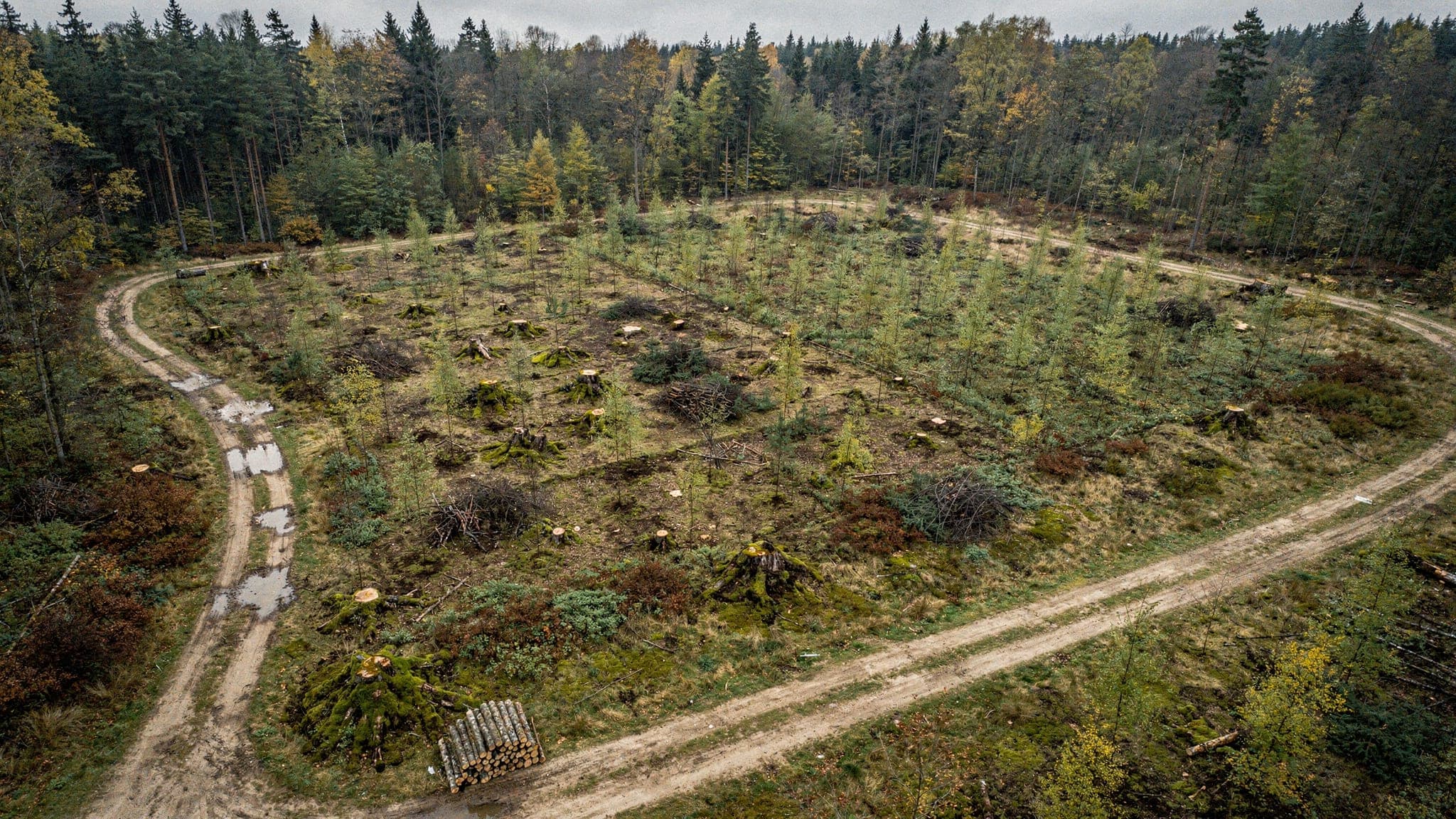 Luftbild einer Aufforstungsfläche mit Waldweg und angrenzendem Mischwald